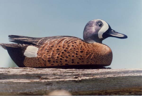 Picture of Blue Winged Teal (Drake)
