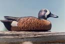 Link to Blue Winged Teal (Drake) Picture