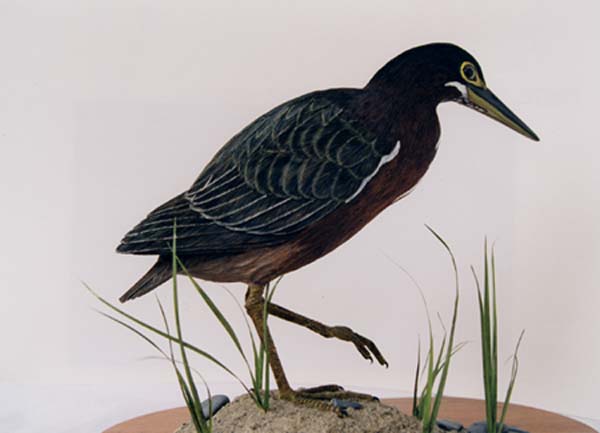 Picture of Green Heron
