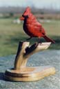 Link to Male Cardinal Picture