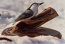 Link to White Breasted Nuthatch Picture