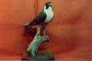 Link to Peregrine Falcon Picture