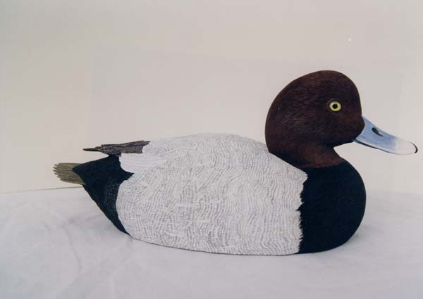 Picture of Red Head Drake