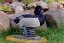 Link to Ring Necked Duck (Drake) Picture